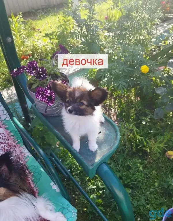 Щенки Папийон, фотография 4