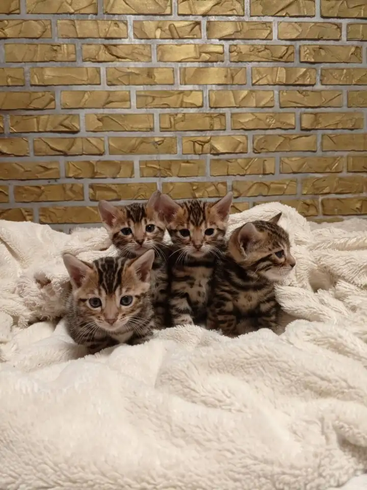 Продам шикарных котят породы бенгальские кароткошорстные, фотография 4