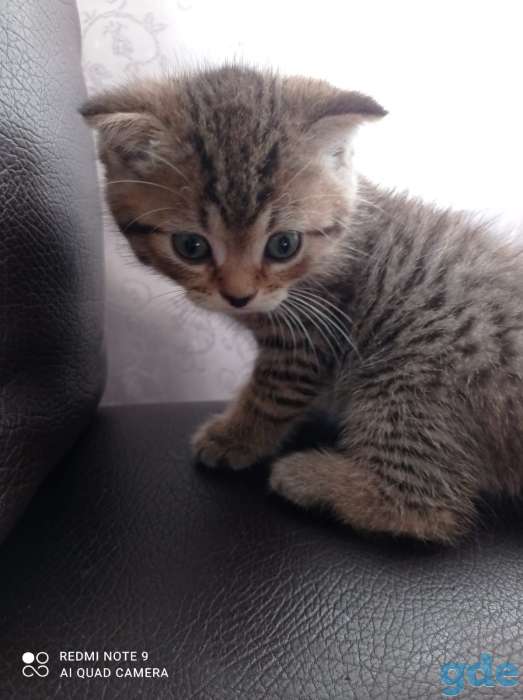 котята в дар, фотография 1