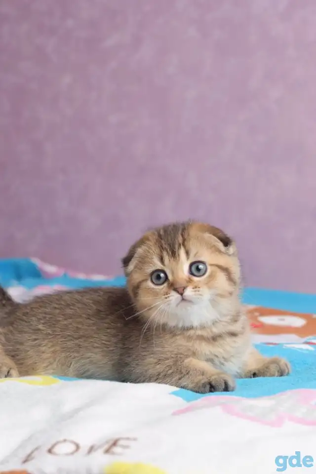Котята шотландские ЗОЛОТАЯ ШИНШИЛЛА, фотография 4