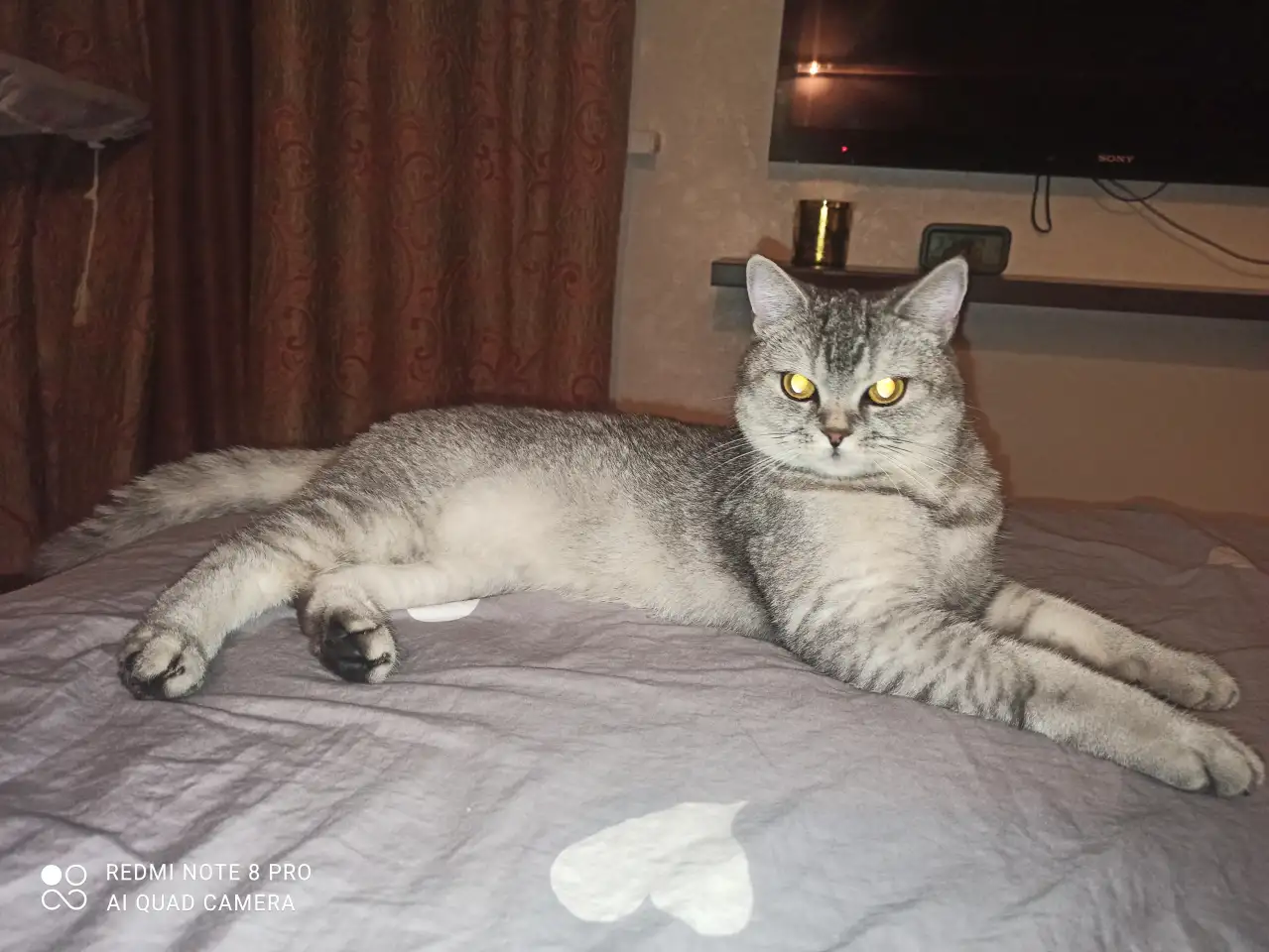Шотландские котята, фотография 13