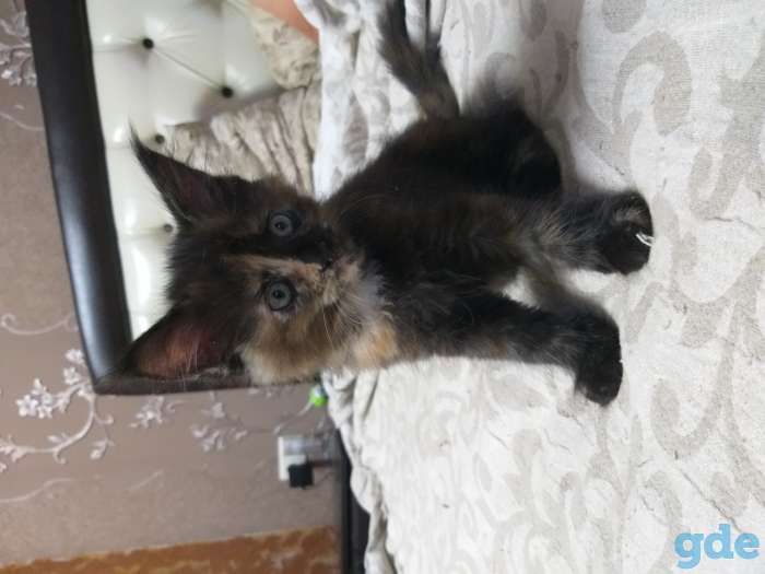 Котята мейн-кун, фотография 8