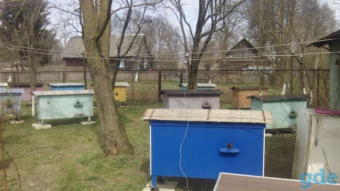 Продам свежий,натуральный мед., фотография 2