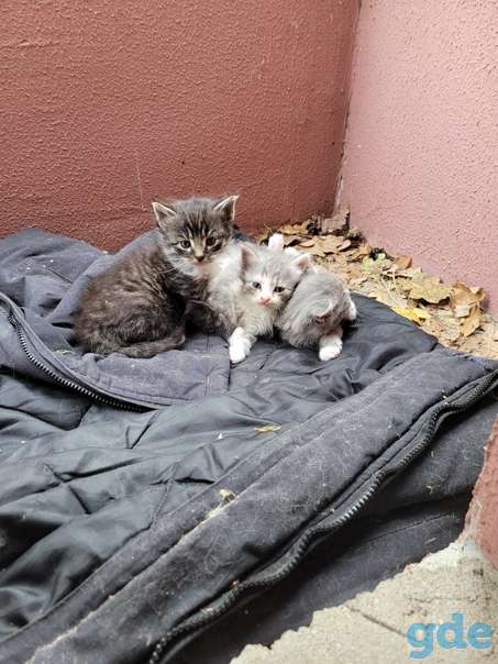 Котятам нужна передержка срочно, фотография 1
