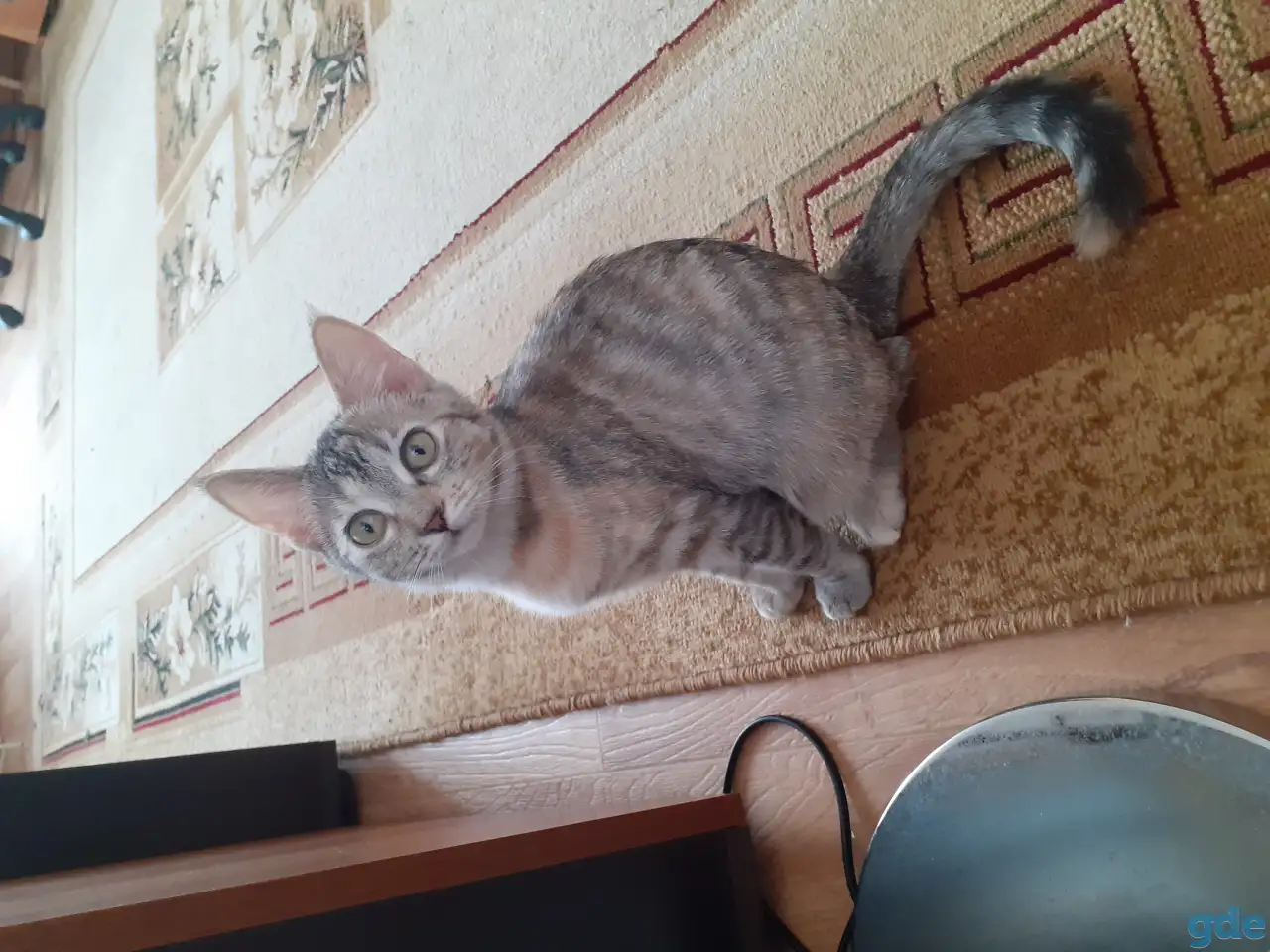 Отдам котят, фотография 2