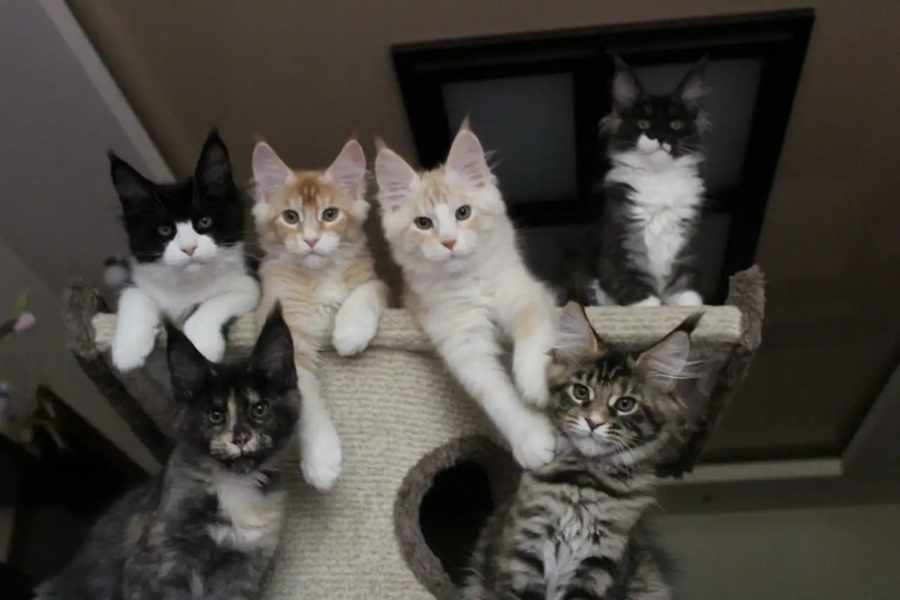 Мейн-кун котята!, фотография 2