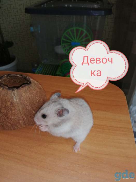 Пушистики сирийцы, фотография 1
