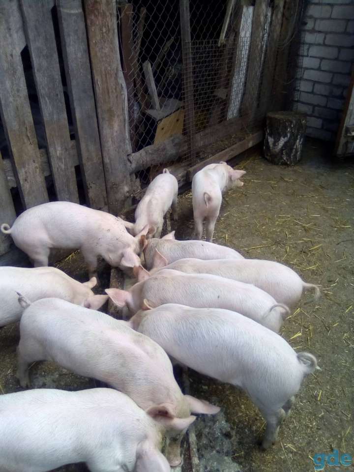 Продам поросят, фотография 1