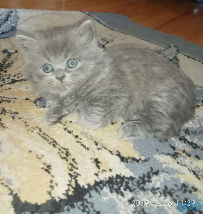 Котята, фотография 5