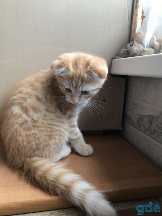 Котёнок мальчик, фотография 1