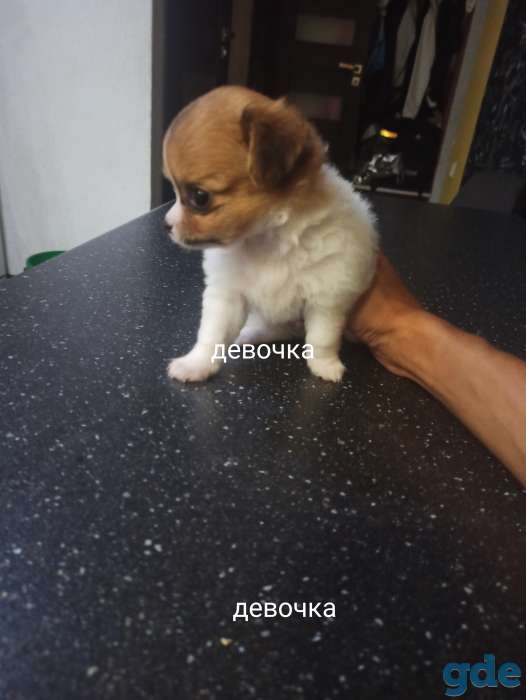 Чихуахуа, фотография 5