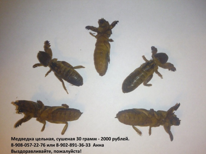 Продам медведку речную, сушеную из Азии, фотография 1
