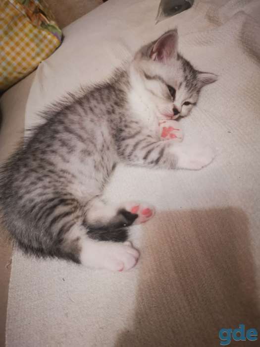 Шотландская кошечка, фотография 3