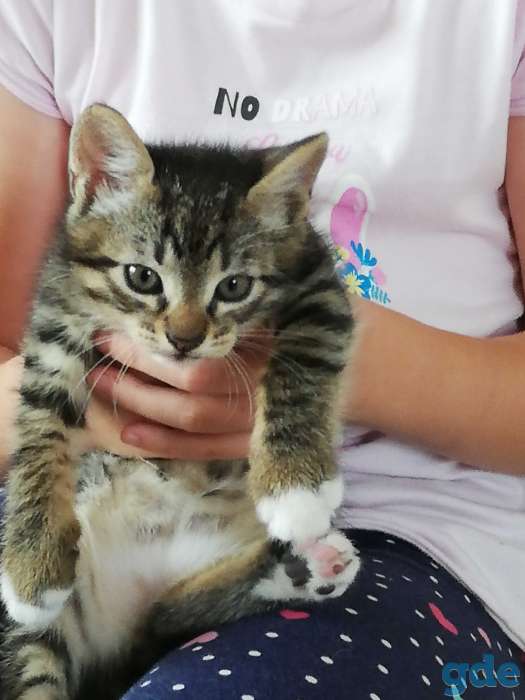 Отдам котят в хорошие руки, фотография 2