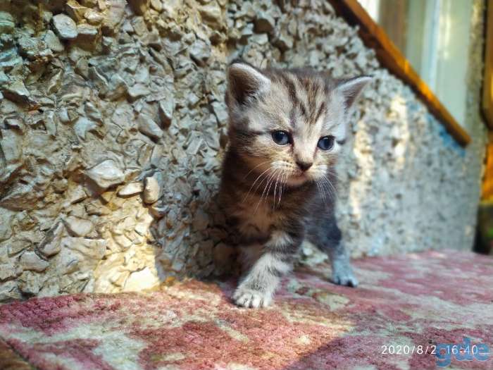 Котята шотландские вислоухие, фотография 2
