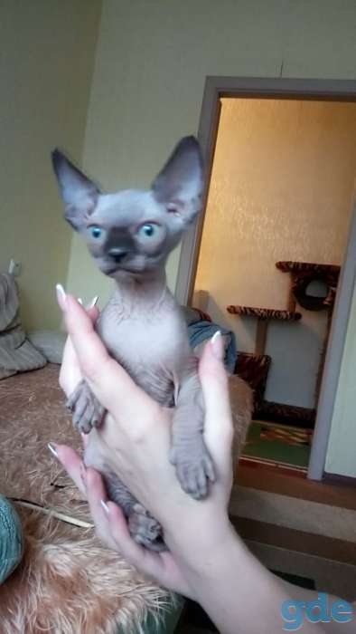 Канадский сфинкс котёнок, фотография 1