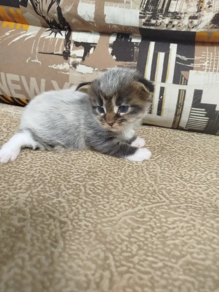 Котята мейн кун, фотография 13