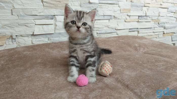 Шотландские котята, фотография 4
