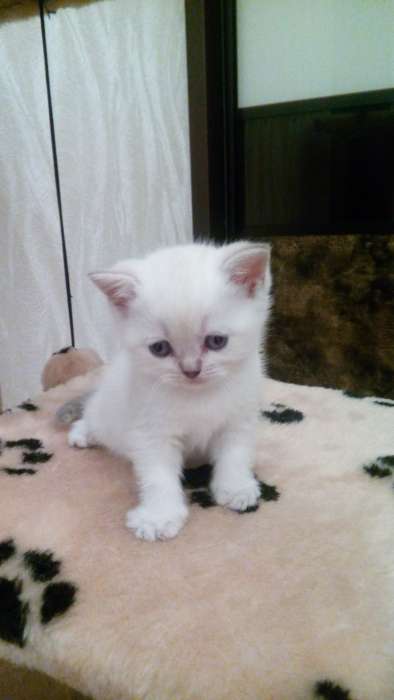 Британские котята, фотография 4