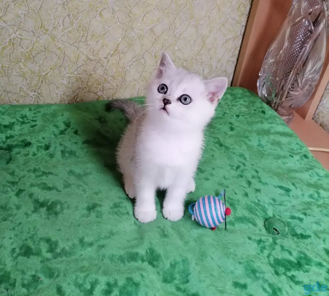 Британские котята, фотография 4