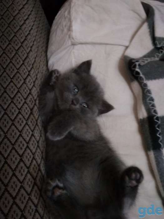 Милые ШОТЛАНСКИЕ КОТЯТА, фотография 4
