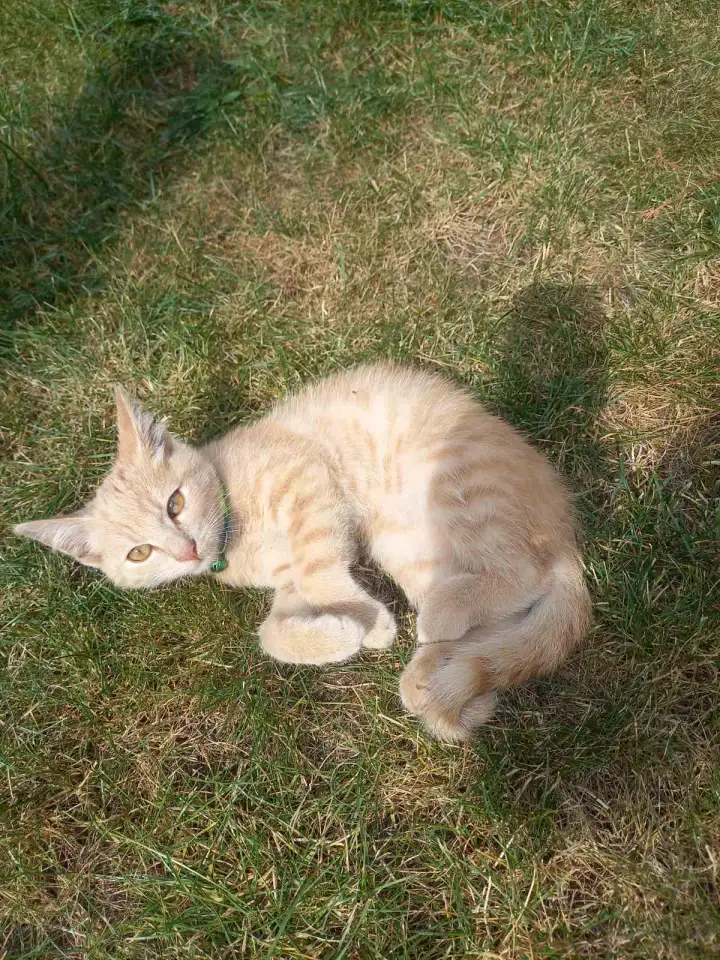 Котенок в добрые руки, фотография 2