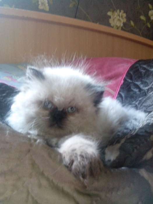 персики котята, фотография 2