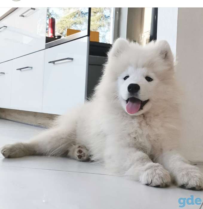 Продажа щенков самоедской лайки, фотография 4