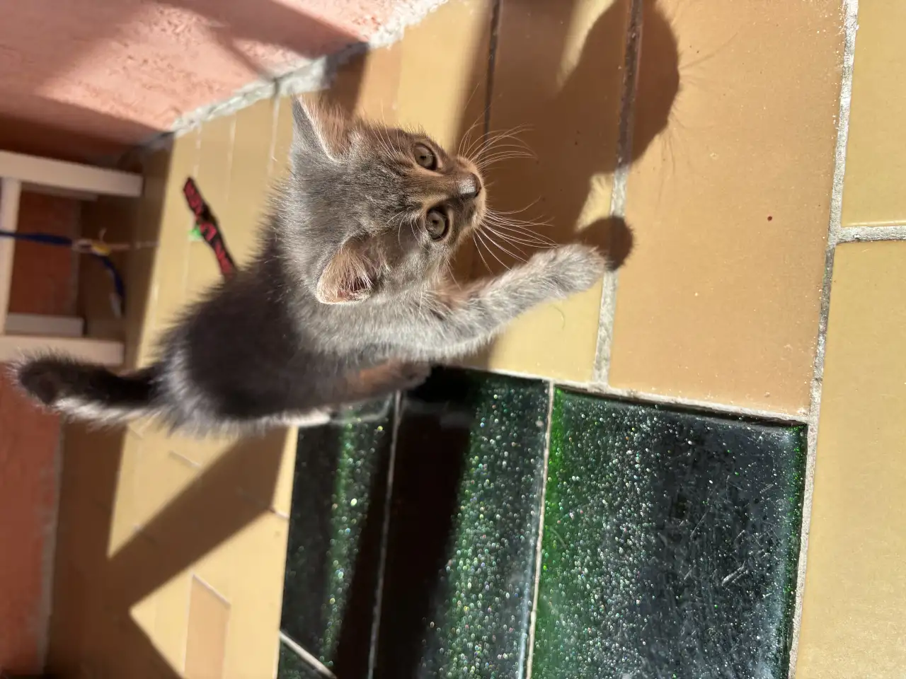 Котята, фотография 3