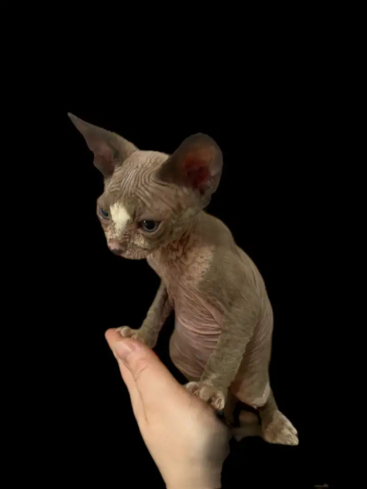 Котята канадского сфинкса, фотография 3