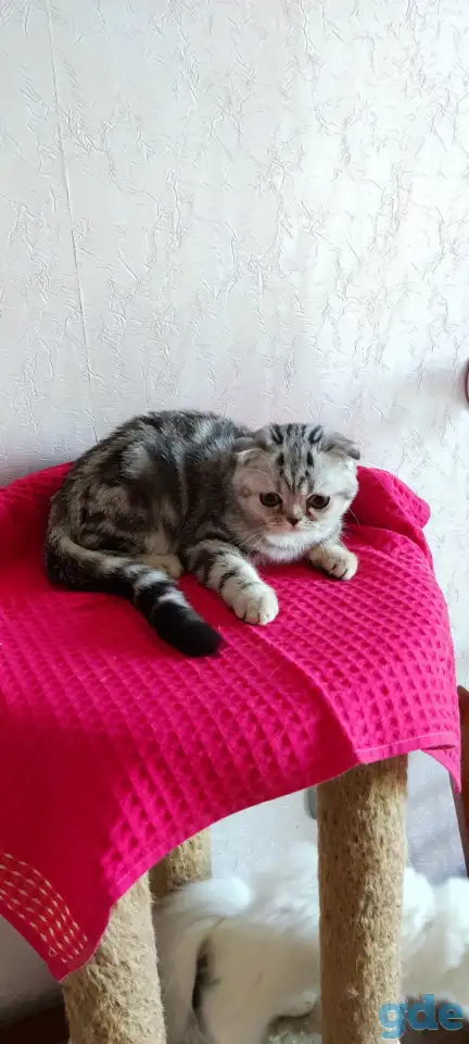 Шотландские котята с голубыми глазами, фотография 12
