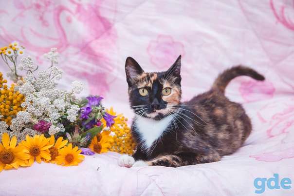 Кошечка ищет дом, фотография 2