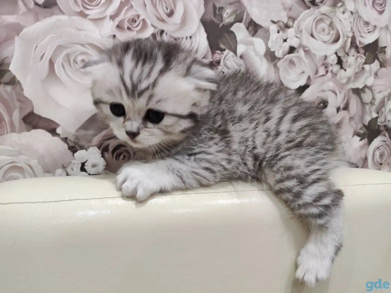 Шотландские плюшевые котята, фотография 2