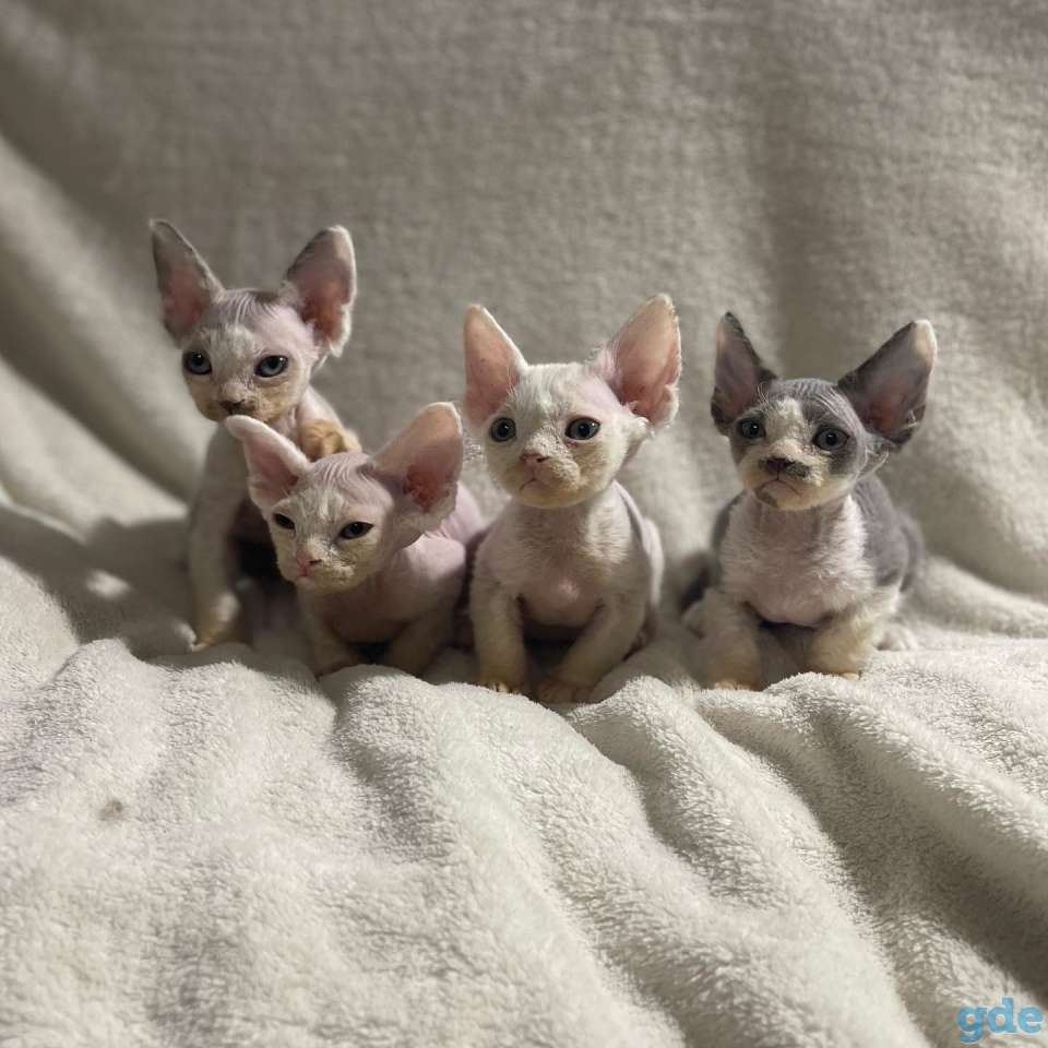Котята девон-рекс 2 месяца, фотография 3