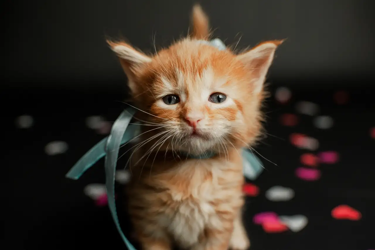 котята мейн-кун, фотография 1
