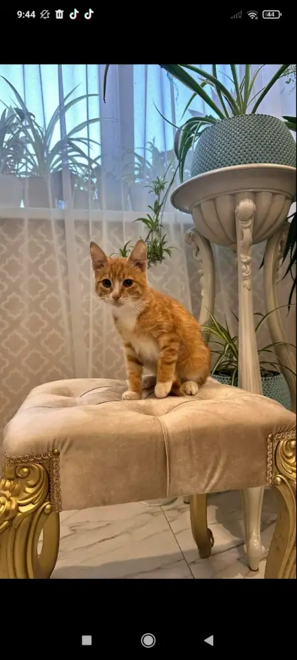 В дар ласковый прекрасный котёнок-мальчик Златик, фотография 2