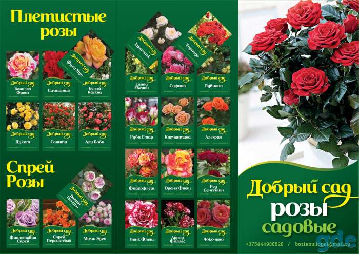 Садовые Розы отправляю Почтой, фотография 1