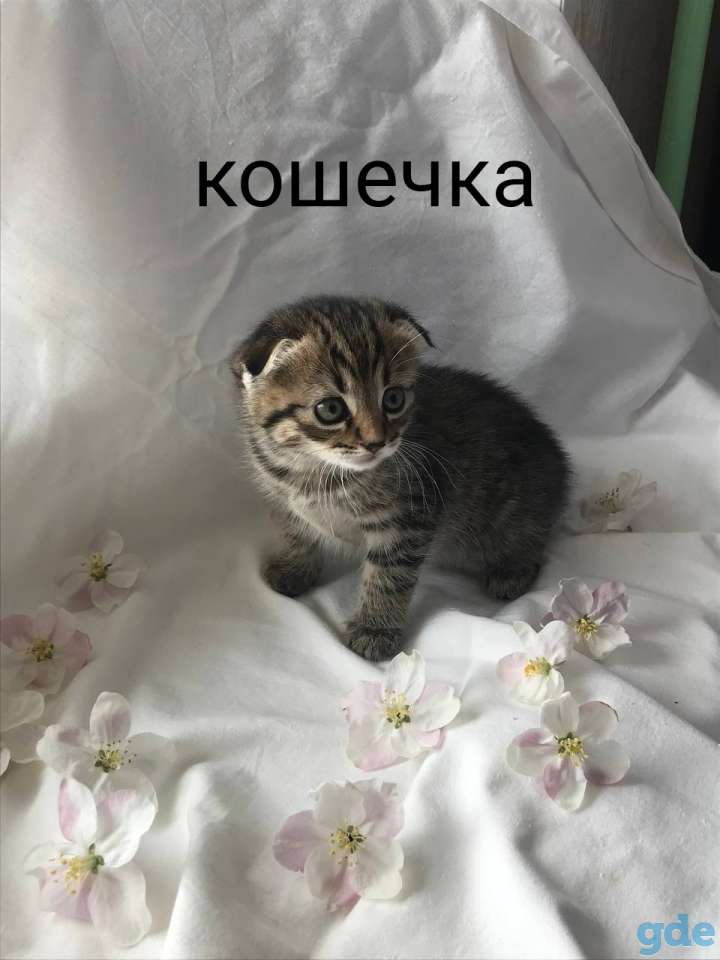 Шотландские вислоухие котята, фотография 3