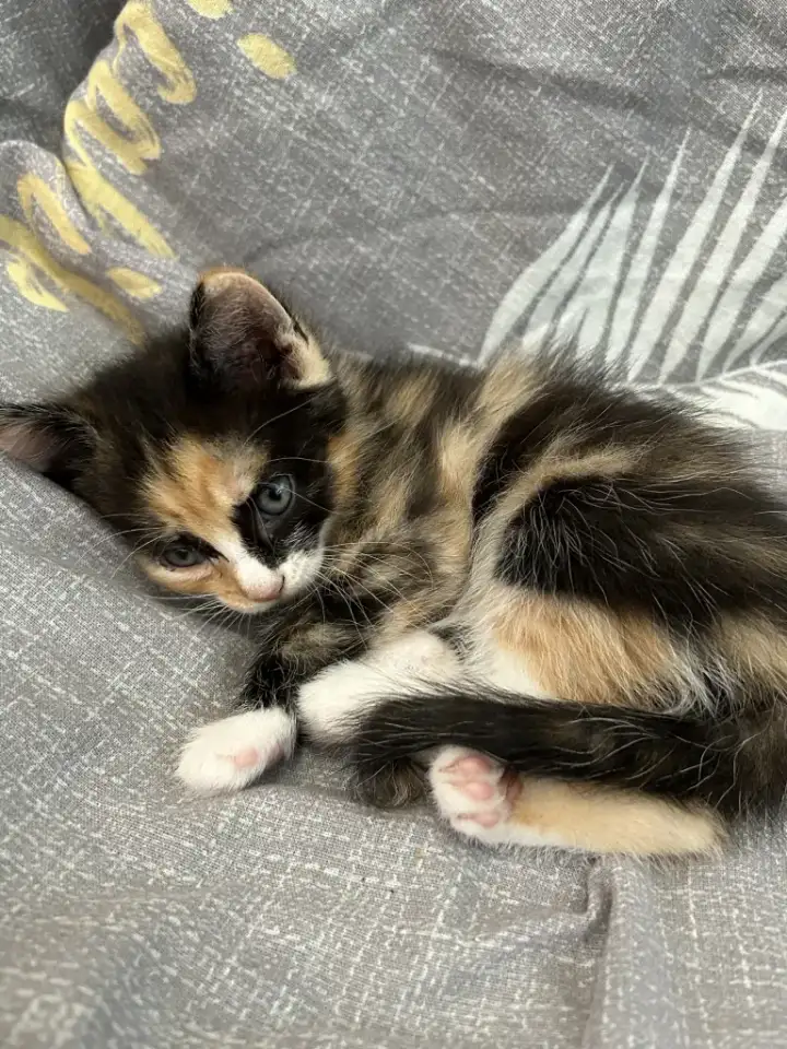 Продажа котят, фотография 1