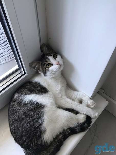 Кошечка ищет дом, фотография 2