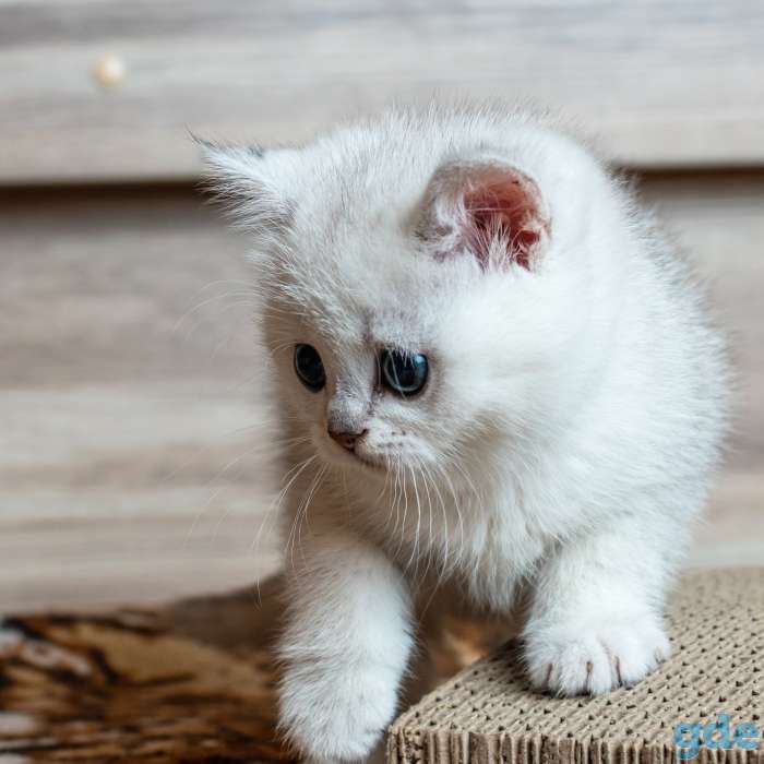 Шотландский котенок мальчик, фотография 3