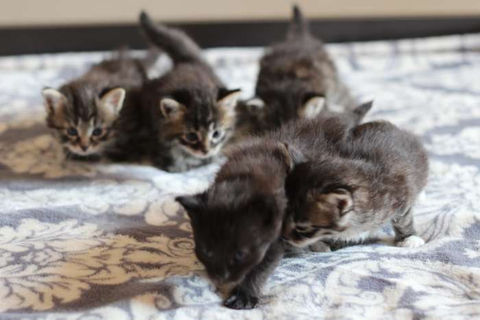 отдам домашних котят, фотография 5