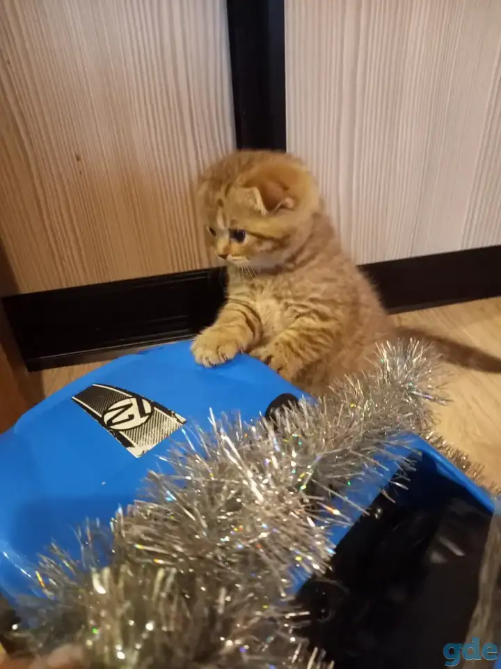 Шотландские котята, фотография 1
