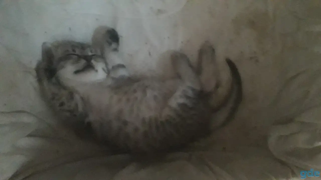 Коты, кошки и котята, фотография 4