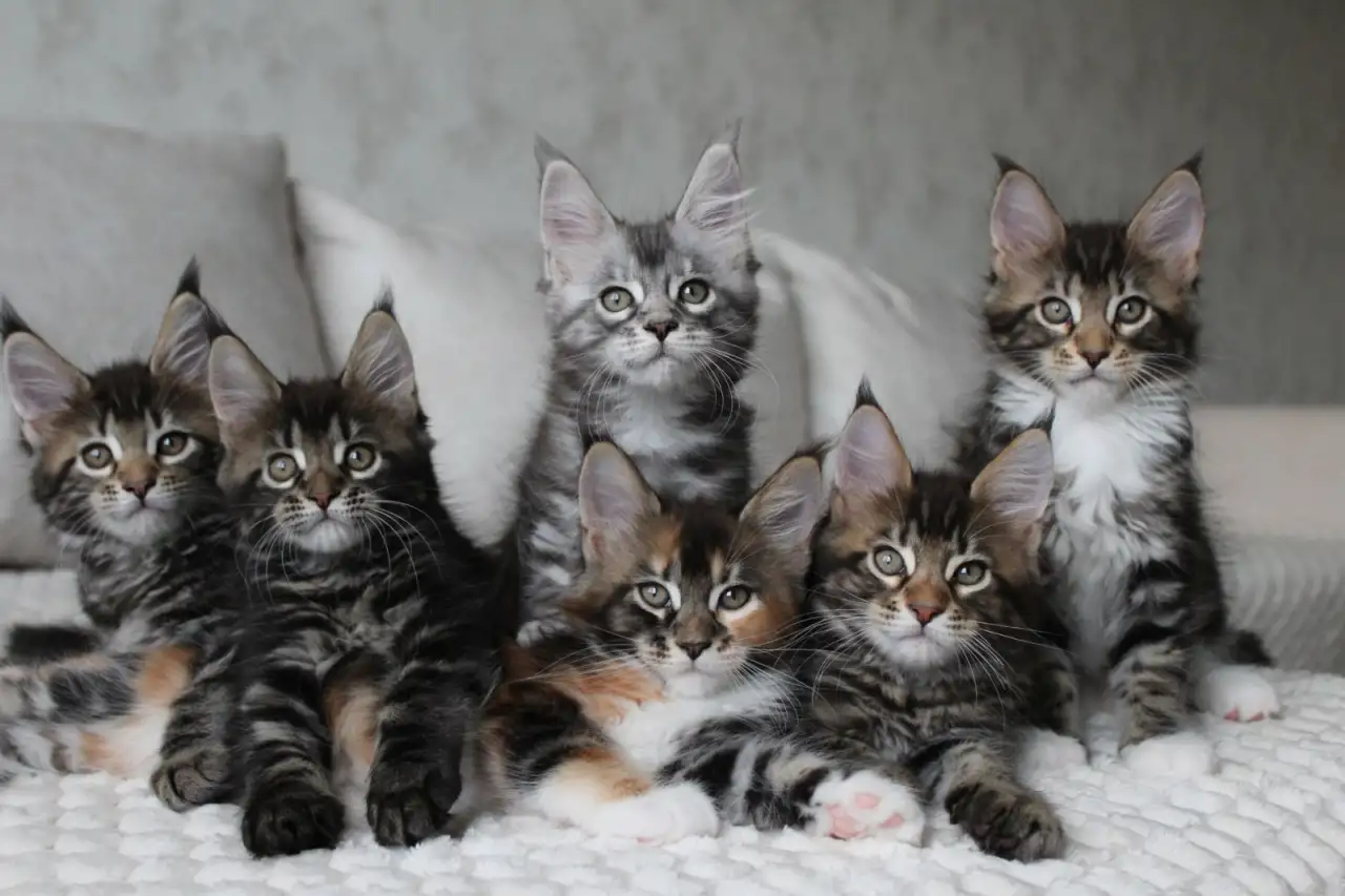 Мейн-кун котята, фотография 4
