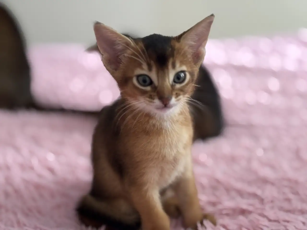 Абиссинские котята, фотография 1