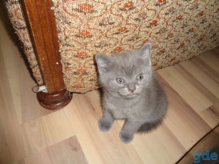 Котята  скоттиш-страйт, фотография 3