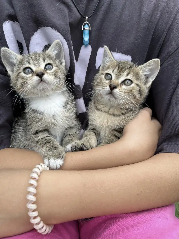 Котята в добрые руки, фотография 1