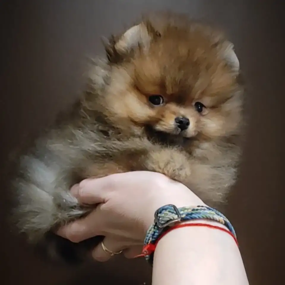 Померанский шпиц, щенки. Мальчики, фотография 7