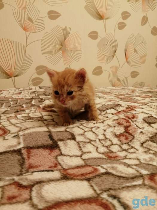 Котик, фотография 1